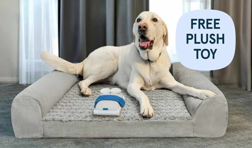 Why Bear Mattress is Leading the Shift in Sleep Technology