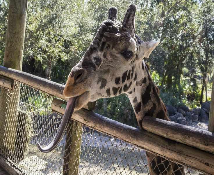 Brevard Zoo's New Wave: Nature Experiences to Embrace This Year