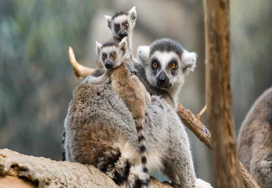 The Honest Comparison: Bronx Zoo and What Else Is Out There