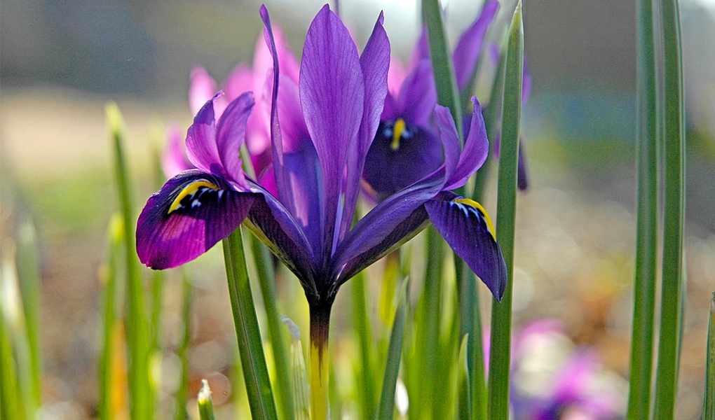 Exploring the Blossoming World of Botanical Gardens in 2026