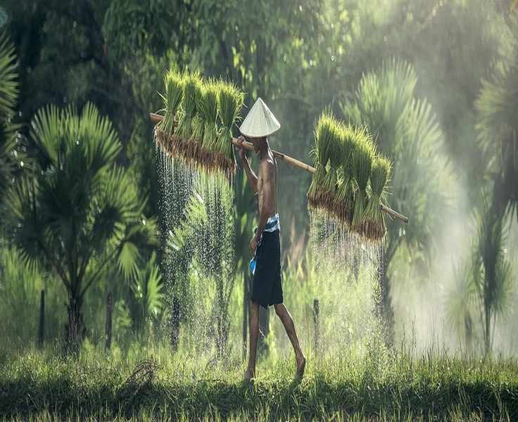 Exploring the Rise of Traditional Remedies in Modern Healthcare