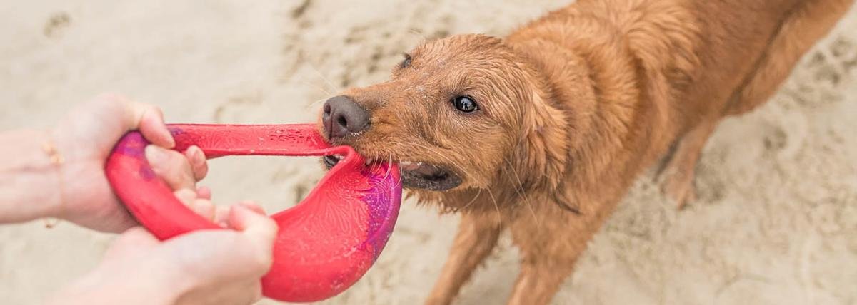 Pet Care's New Wave: Brands to Know This Year
