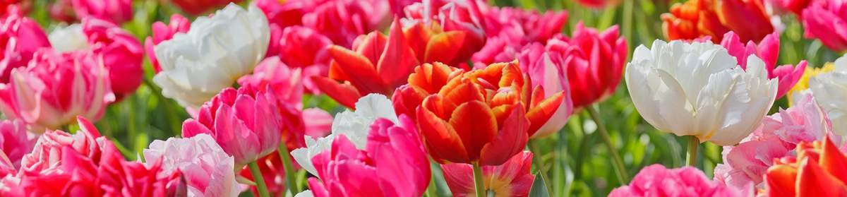 DutchGrown or Competitors? Here's What Each Does Best