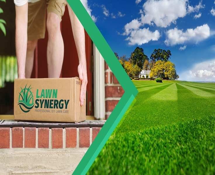 Transform Your Lawn: What to Know About Lawn Synergy