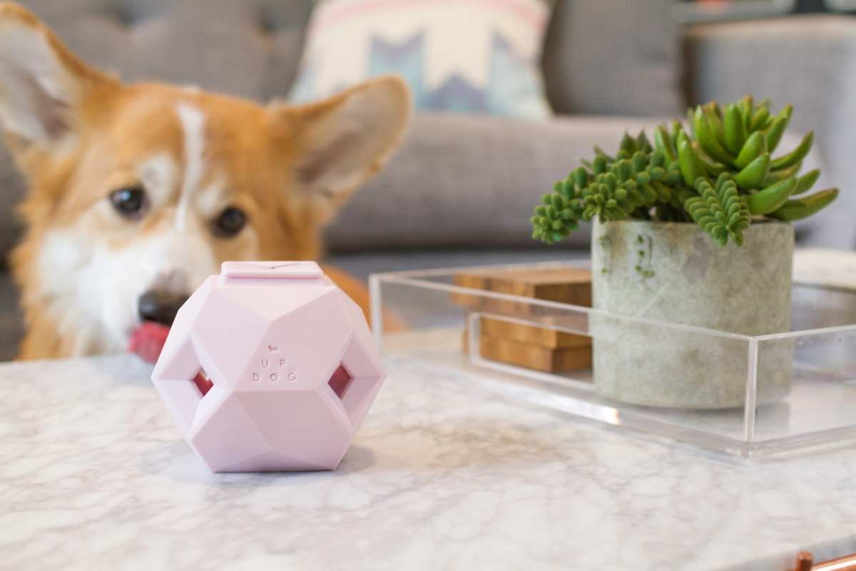 12 Pet Care Tips to Elevate Your Experience with MUi Pet