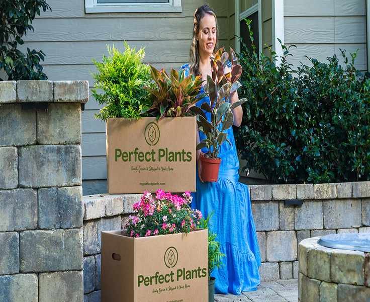 Perfect Plants vs. the Competition: Which Nursery Reigns Supreme?