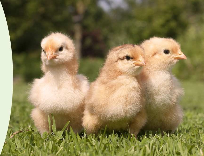 My Pet Chicken: A Journey into Backyard Chicken Keeping