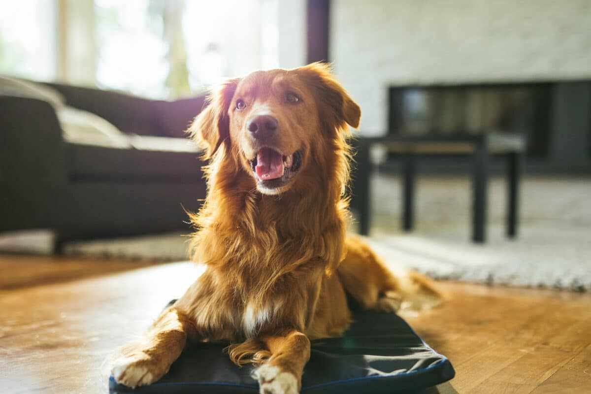 What You Actually Get When You Shop Petspemf for Your Pet
