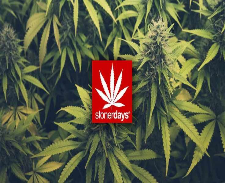 Embrace Your Vibe: What You Actually Get When You Shop StonerDays