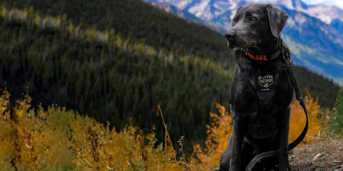 Picking Between Tactipup and Its Closest Rivals