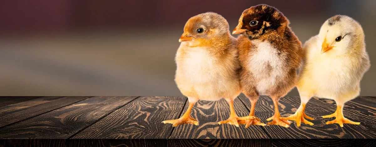 Chickens & Supplies' New Wave: Brands to Know This Year