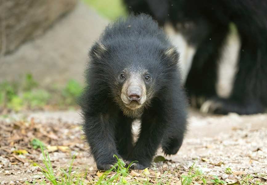 Exploring the Evolving Landscape of Wildlife Attractions